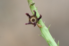 Caralluma adscendens var. adscendens